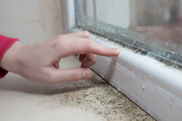 Best Forensic Mold Investigation  in New Tazewell, TN