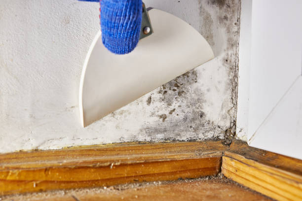 Best Mold Removal for HVAC Installations  in New Tazewell, TN