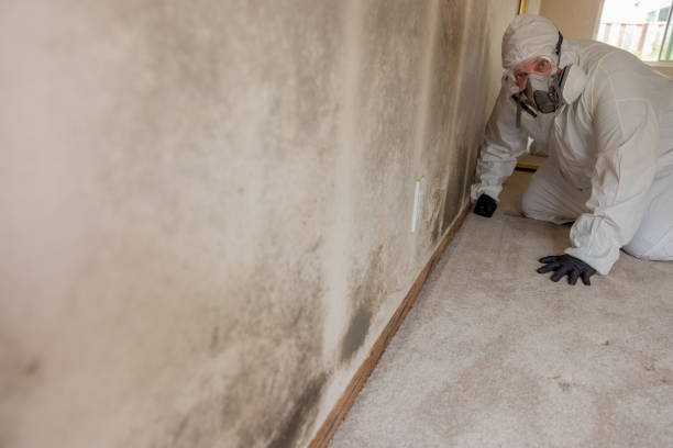 Best Water Damage & Mold Remediation  in New Tazewell, TN